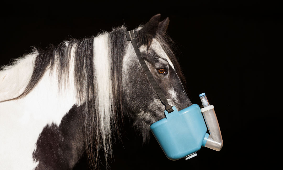 Tipps zur Unterstützung der Atemwege deines Pferdes