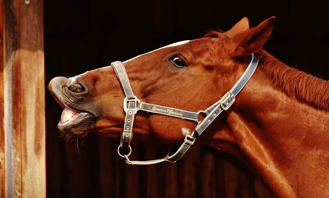 Allergien und Unverträglichkeiten beim Pferd
