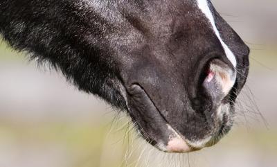 Allergietests beim Pferd - Abzocke oder Hilfe?