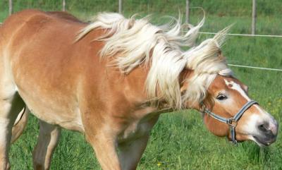 Wissenswertes über die Haaranalyse beim Pferd