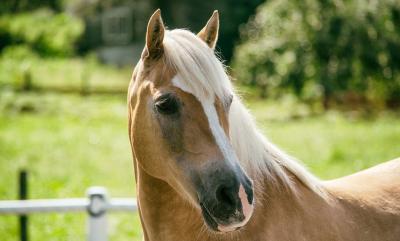 Magenprobleme beim Pferd erkennen und therapieren