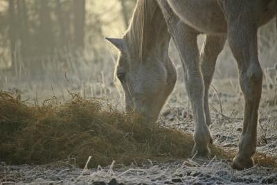 Neue wissenschaftliche Erkenntnisse zur Auswirkung von Heunetzen auf die Pferdegesundheit