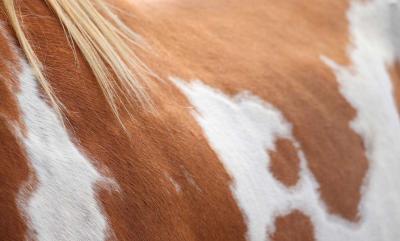 Nesselfieber beim Pferd – Ursachen, Symptome und Behandlung