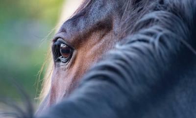 ECVM beim Pferd: Ursachen, Symptome und Management