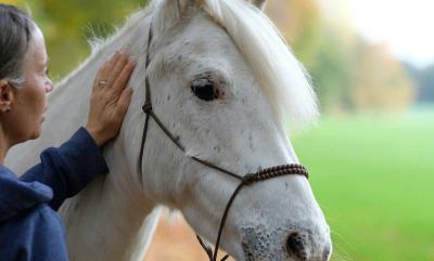 Equines Sarkoid – Was du wissen musst und wie du deinem Pferd helfen kannst