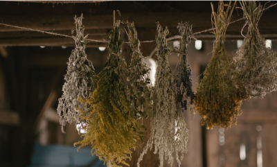 Kräuter fürs Pferd: sinnvoll einsetzen