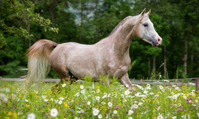 Wie halte ich mein Pferd auf der Weide gesund?