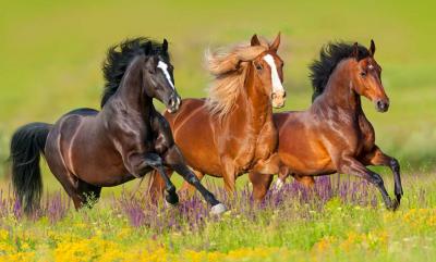 Die Pferdeweide und ihre Nährstoffe