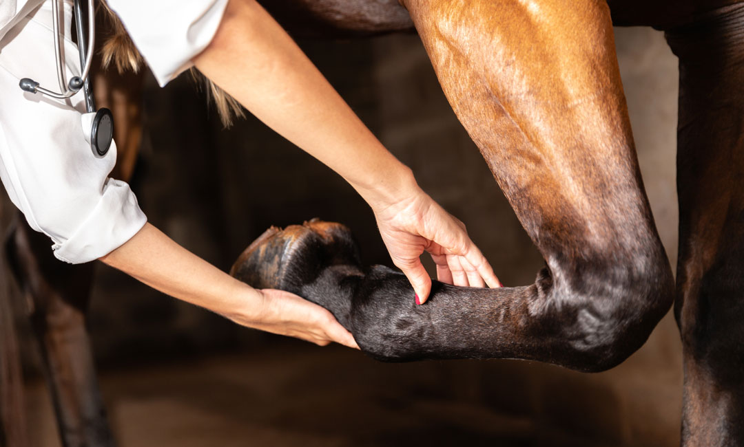 Wie du deinem Pferd bei Arthrose helfen kannst