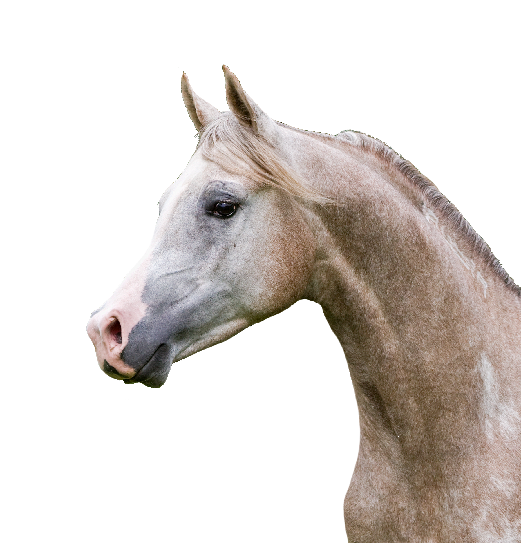 Carevallo Pferd