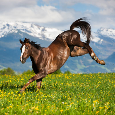Braunes Pferd auf der Weide mit Bergen im Hintergrund