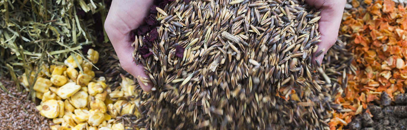  Waldboden mit einer ganz kleinen Tanne 