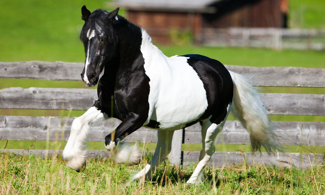 Wie du dein Pferd richtig anweidest